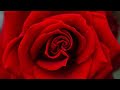 Neil Diamond - Cracklin' Rosie (Stereo / Lyrics) (Studio Version)