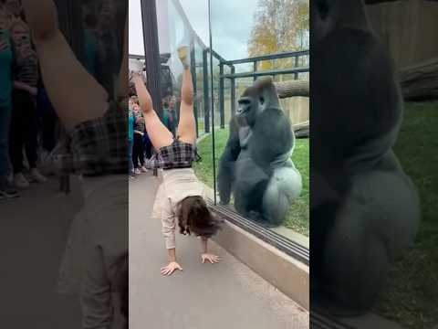 Girl Handstands… Gorilla Copies Her