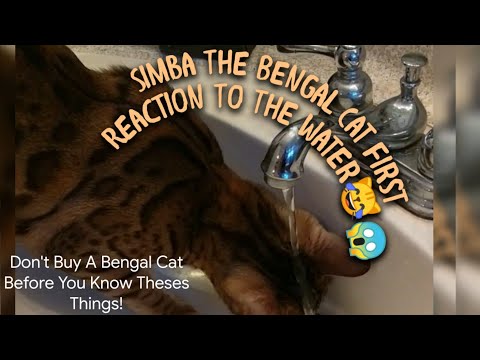 Don't Buy A Bengal Cat Before, You Know Theses Things!