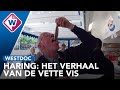 Haring: Het verhaal van de vette vis