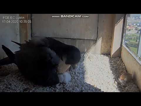 PGE Lublin Pl - Breakfast for THREE CHICKS - 2020 04 17 10 28