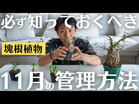 手間をかけずに庭のモクレンをうまく維持するためのアドバイスと推奨事項  庭園