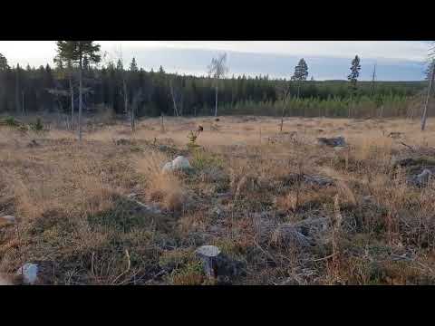 Jakt med Nitbrännas Sisu