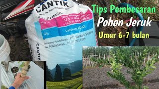 Download lagu Tips for growing 6-7 month old orange trees so that the trunk grows quickly and the leaves are thick mp3