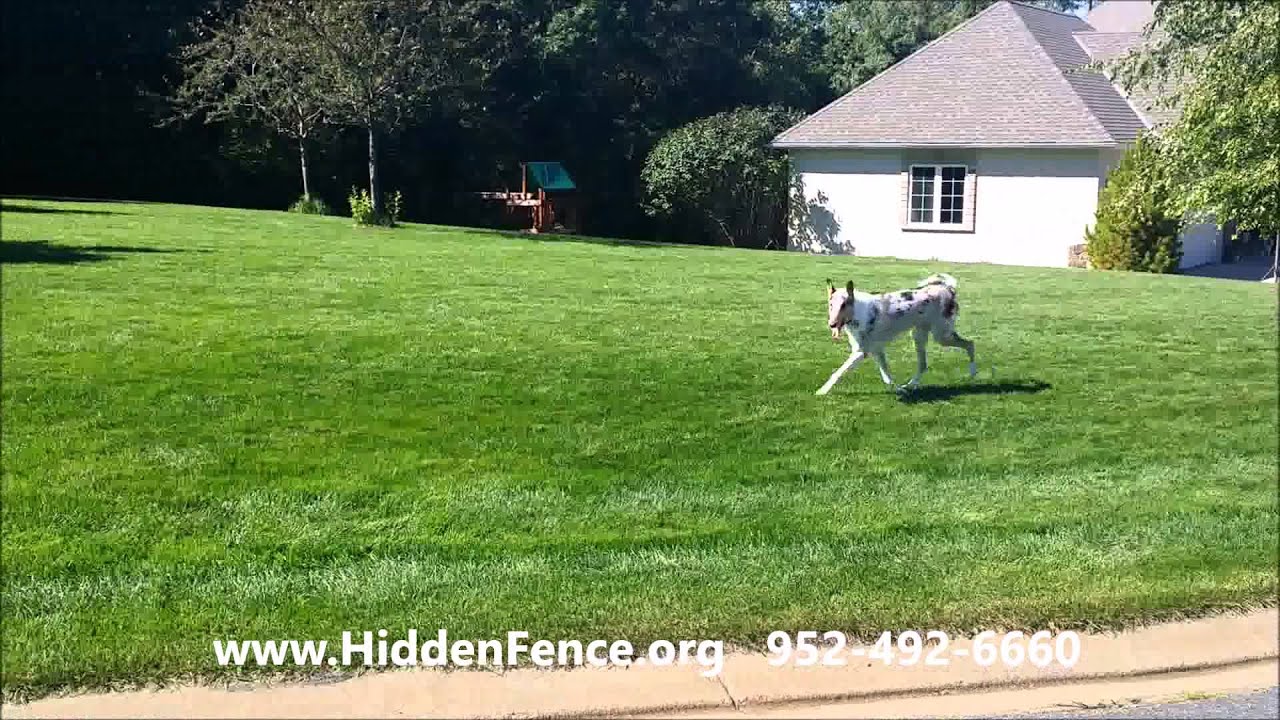 Do Hidden Fences Really Work? - Hidden Fence of MN