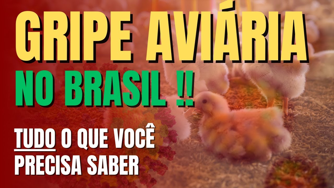 BIRD FLU IN BRAZIL!!! What you need to know today.