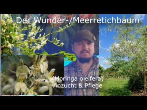 Der Meerretichbaum / Wunderbaum - Anzucht, Pflege & Wissenswertes zum Moringa oleifera
