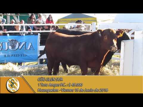 15-06-18 Venta de Toros P.P. y P.C. - Cabaña Güe Glen Sur - Huanguelen.