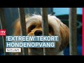 Steeds minder hondenpensions in Drenthe & opvang minderjarige vluchtelingen in Diever | Drenthe Nu