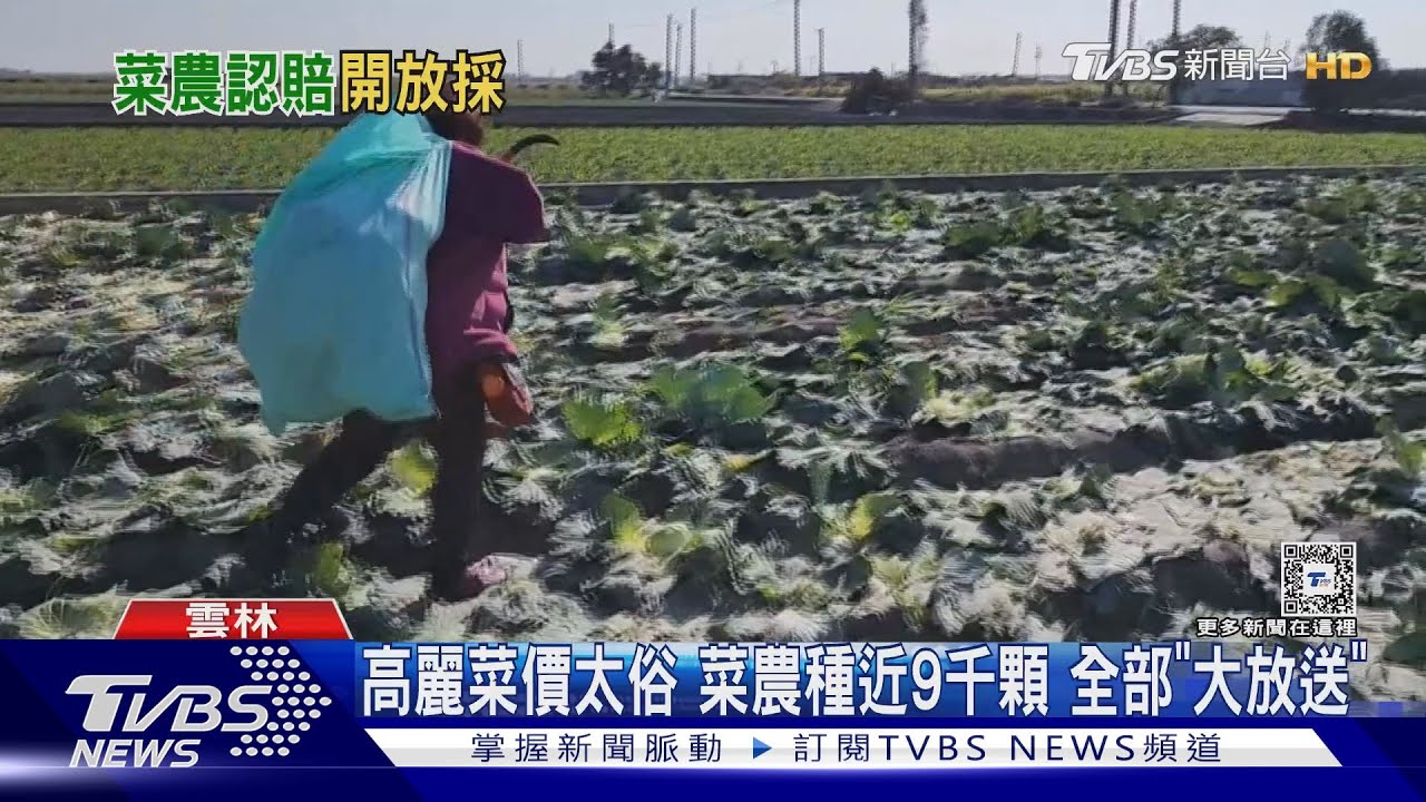 高麗菜價太俗!菜農種近9千顆全部「大放送」