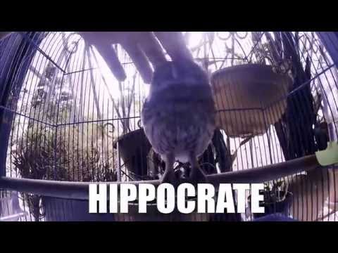 Hippo... Sous Acid !