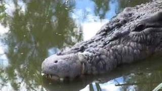 preview picture of video 'australia: broome - crocodiles'