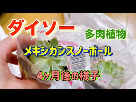 スノーボールサボテン、マミラリア・カンジダ