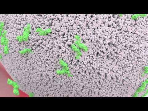 Antibody-Dependent Cell-Mediated Cytotoxicity (ADCC)