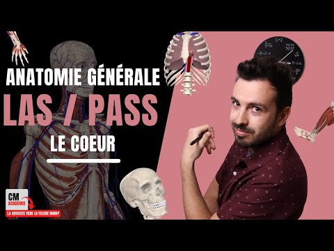 ANATOMIE GENERALE 🦴 : Le cœur (atrium, ventricule, valves, nœud sinusal, systole/diastole...)