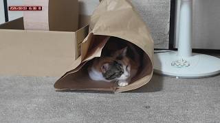 三毛猫フミちゃん　 LIVE配信　2026年8月3日　calico cat　(LIVE stream)