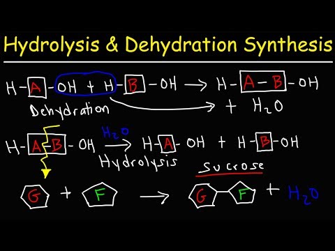 Hydrolysis and Dehydration Synthesis Reactions
