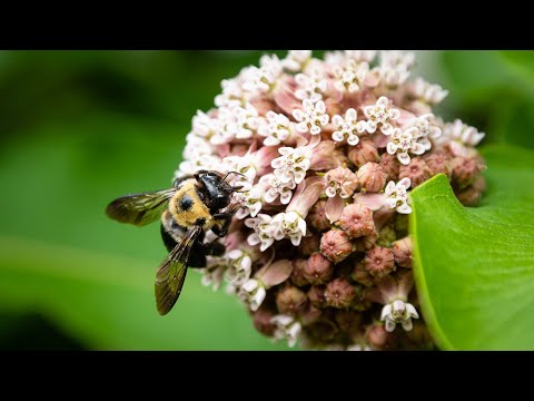 How to support native pollinators