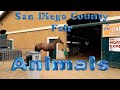 San Diego County Fair Animal Exposition