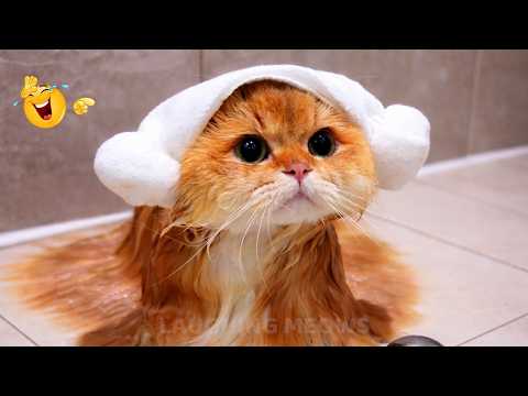 The FUNNIEST Cat Clips on the Internet 😂 SUPER Funny Cat Videos 2026
