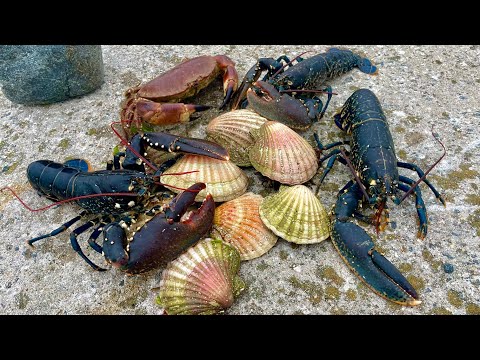 SEAFOOD EVERYWERE - Foraging Lobsters Scallops Big Crab ! Catch & Cook