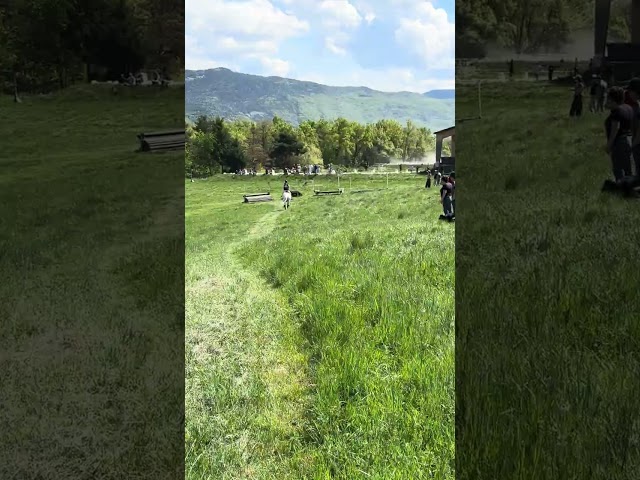 Gelding French Saddle Pony For sale 2017 Palomino