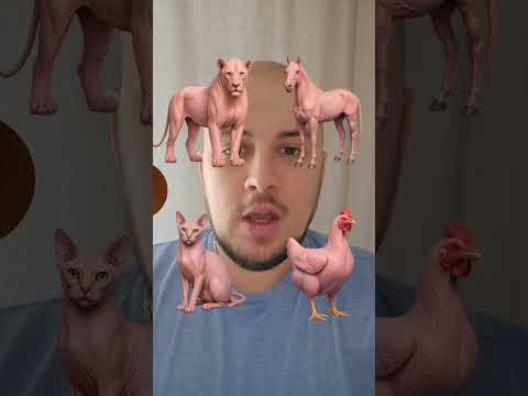 Lox bolestan filter
