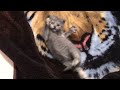 Roley Poley Kitty