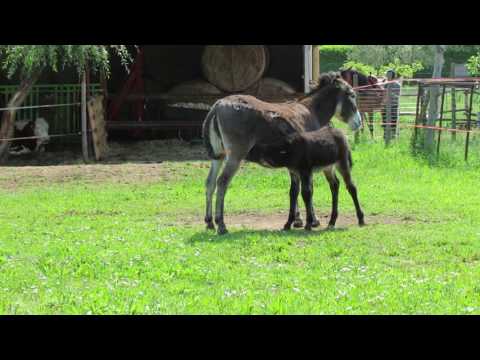 asinello, baby ass in san felice, lake garda