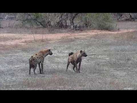 Djuma: Hyenas-three or four up to something-one carrying carcass - 05:47 - 10/29/19