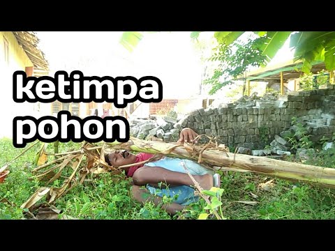 madura-lucuketimpa-pohon