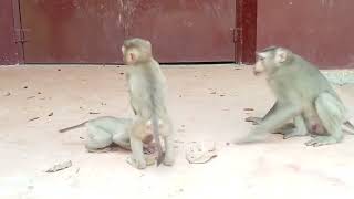 VID20250725160342 monkey at bayon