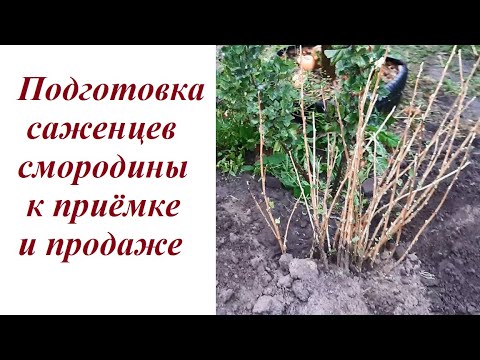 Авито Купить Смородину Саженцы