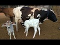 Calves Suckling After Hand Milking Suckling Session