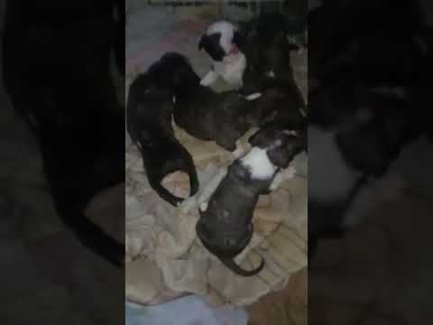 Simarpreet pet kennel