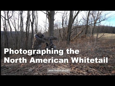 Photographing The North American Whitetail | Appalachian Mountains | West Virginia