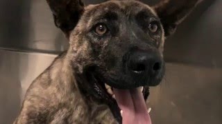 A Leap of Faith: Toby's Rescue Story