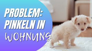 Warum dein Welpe in die Wohnung pinkelt? Einfache Erklärung und schnelle Lösung