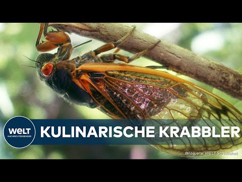USA: Zikaden-Invasion! - Einzigartiges Naturphänomen zieht Wissenschaftler und Feinschmecker an