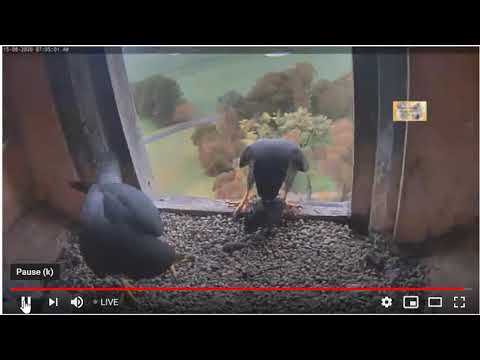 2020 08 15 0704 brekky starling