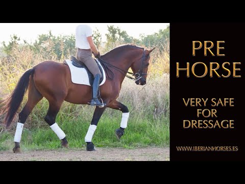 PRE HORSE FOR SALE - TOTALY SAFE