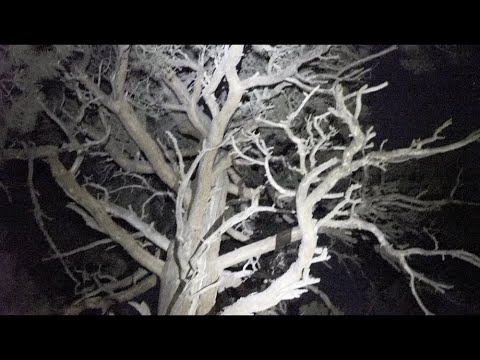 She Walks The Woods Official Trailer