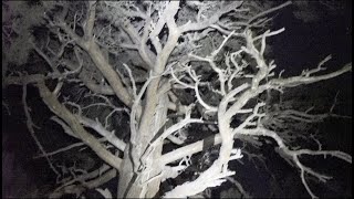 She Walks The Woods Official Trailer