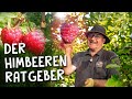 Himbeeren Pflanzen Pflegen Düngen Im Herbst Die Besten Sorten Im Überblick