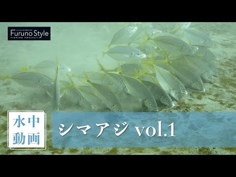 シマアジ vol.1