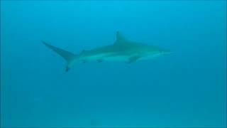 &amp;#39;Shark Tank&amp;#39; Dive Site, Male Atoll,  Maldives - June, 2024