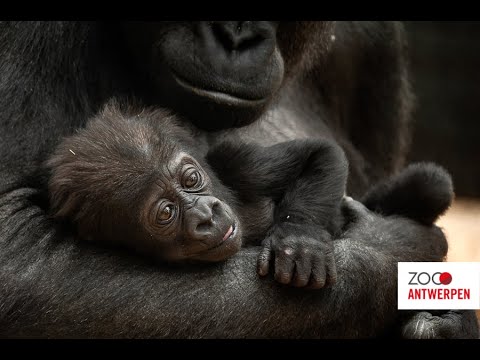 De mooiste beelden van 2019 in ZOO Antwerpen 😍