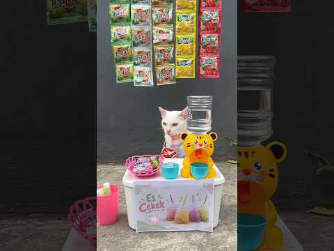 Ngerusuh muluu #cat #kucing #kucinglucu #catvideos #youtubeshorts