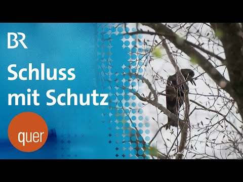 Vogelschutz: Wird die Saatkrähe zum Abschuss freigegeben? | quer vom BR