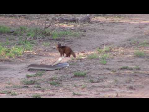 Black mamba vs Dwarf mongoose